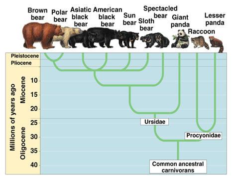 A diagram of a bear

Description automatically generated