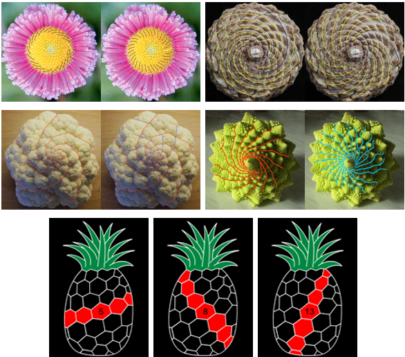 A collage of different flowers

AI-generated content may be incorrect.