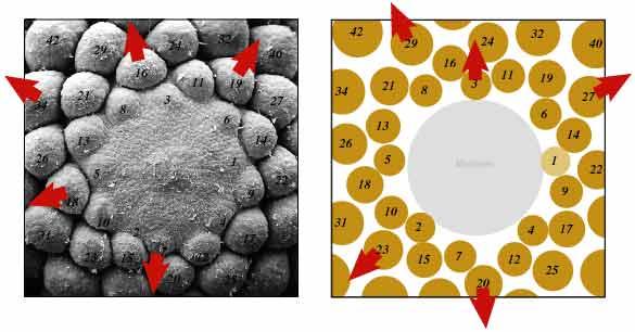 A close-up of a cell

AI-generated content may be incorrect.