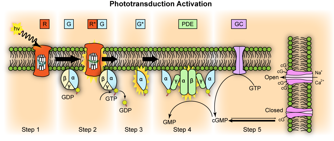Diagram of a phototransductation activator

Description automatically generated
