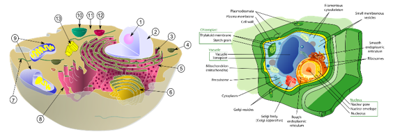 A diagram of a cell

AI-generated content may be incorrect.