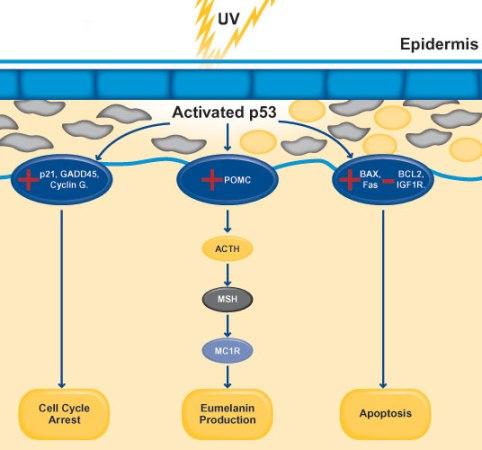 A diagram of a cell cycle

Description automatically generated